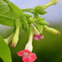 Nicotiana tabacum 'Nirvana' (2)